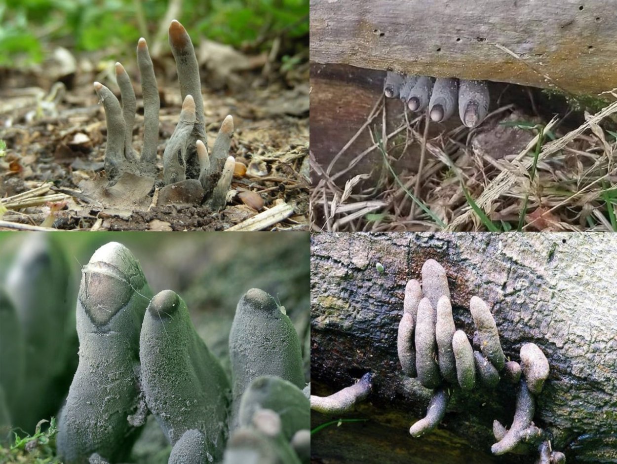 Клатрус Арчера, или гриб-каракатица