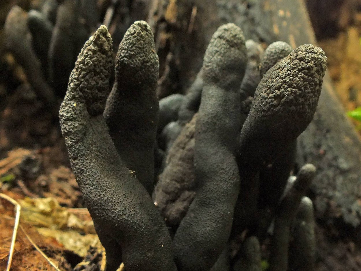 Гриб Xylaria SP