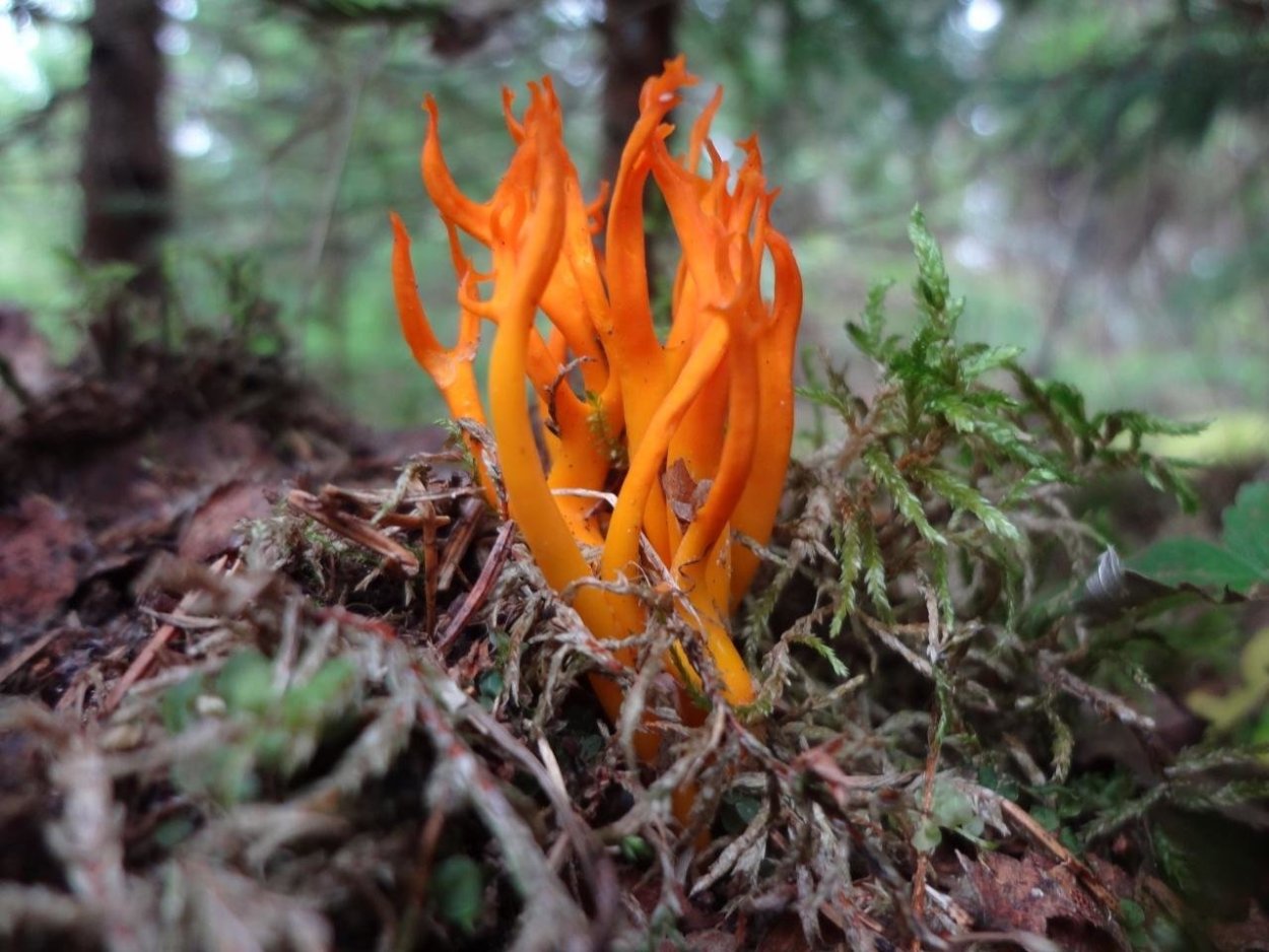 Гриб навозник чернила