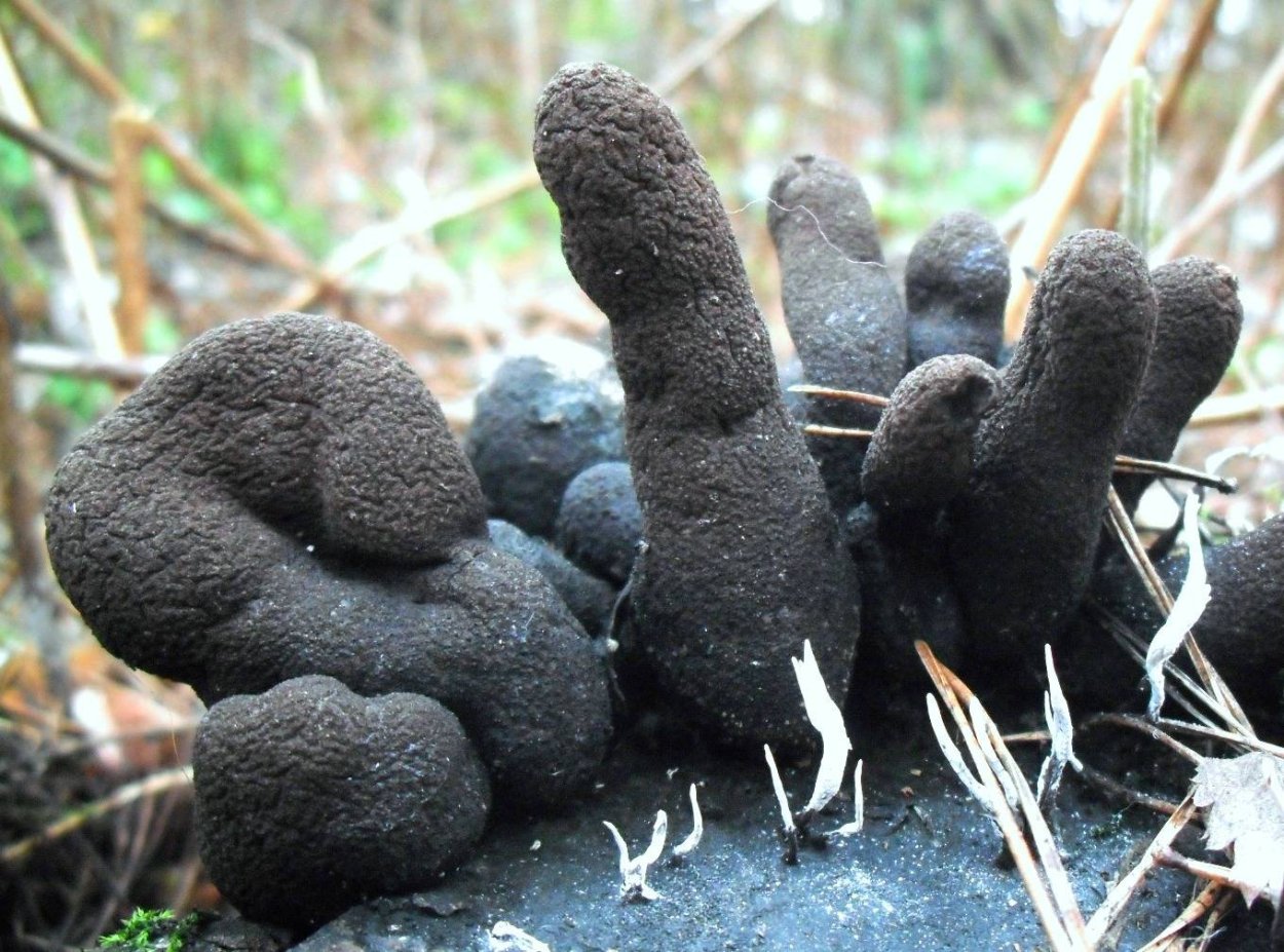 Xylaria hypoxylon