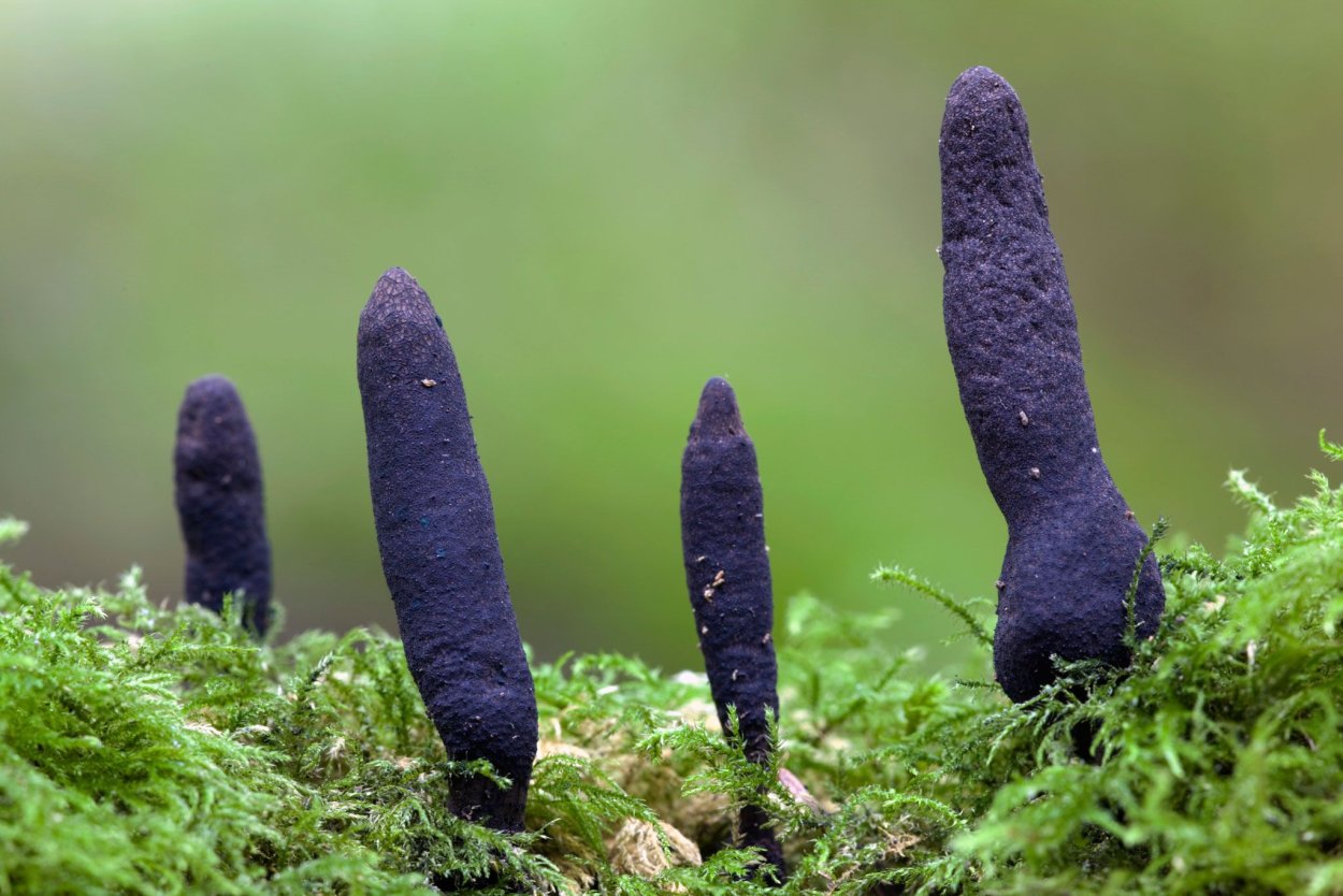 Гриб Xylaria polymorpha