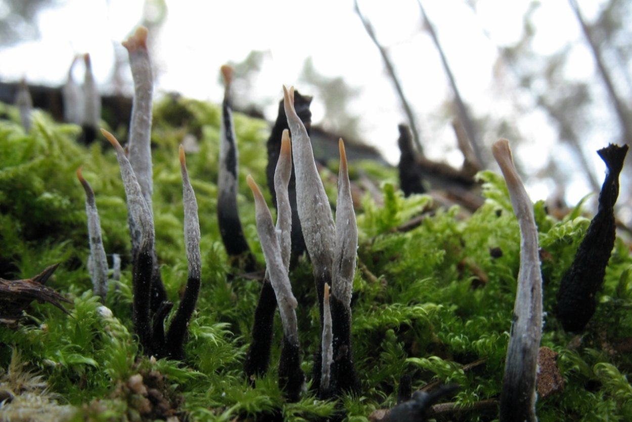 Гриб Ксилярия многообразная