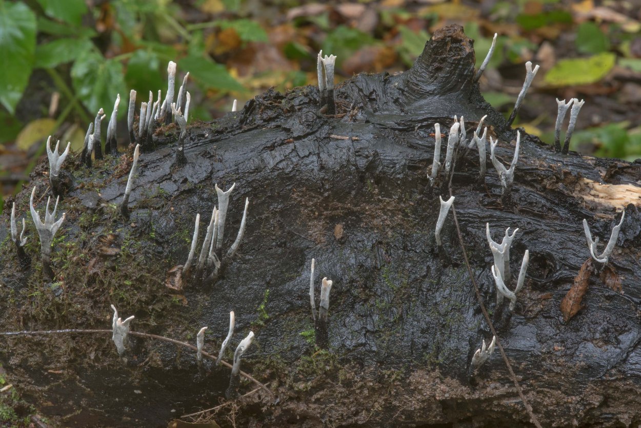 Необычные грибы