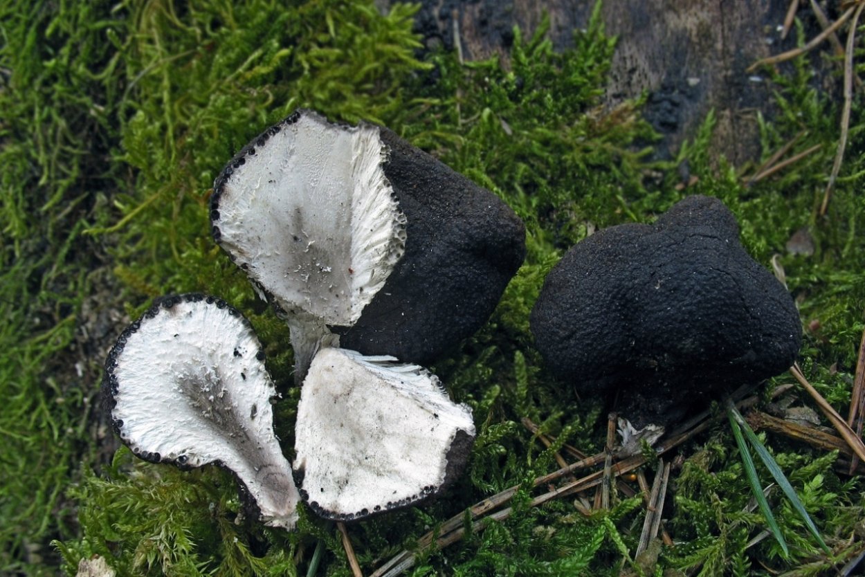 Гриб Xylaria hypoxylon