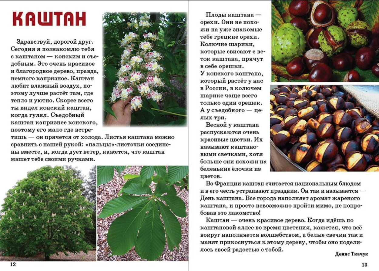 Та самая яблоня