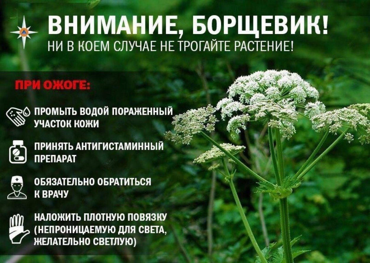 Растения Австралии драконовое дерево