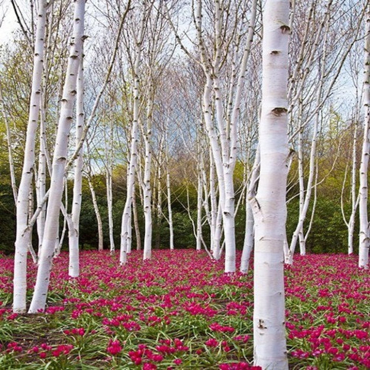 Betula papyrifera