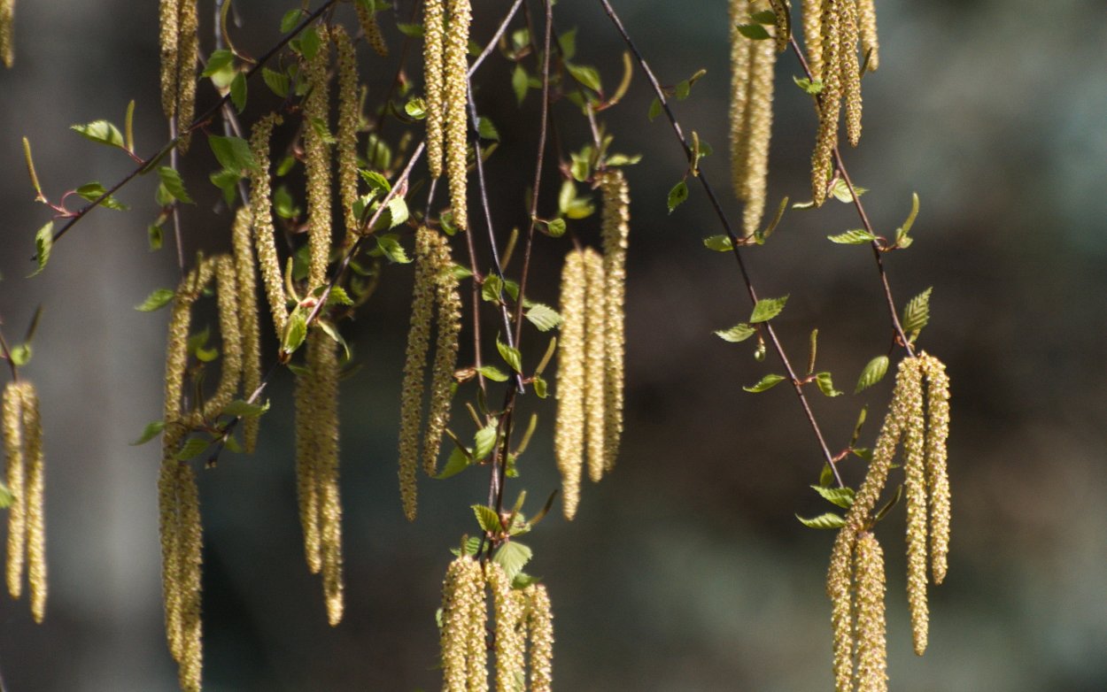 Birch catkins