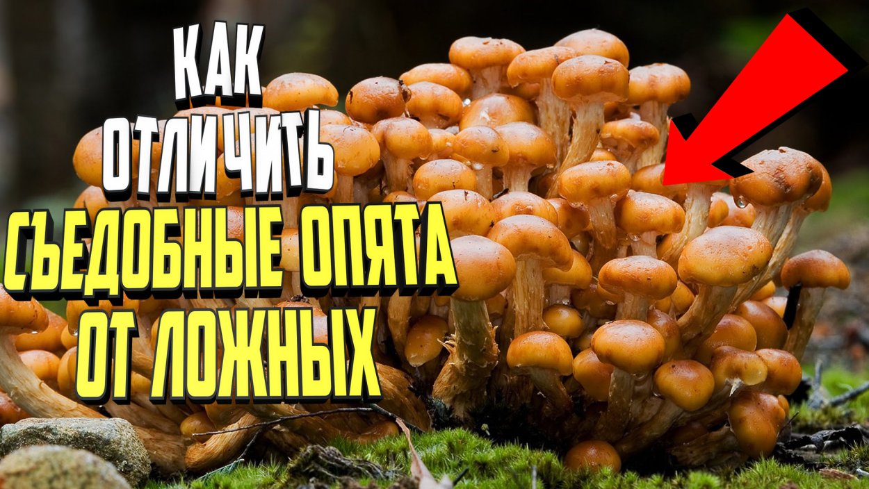 Гриб Галерина окаймленная