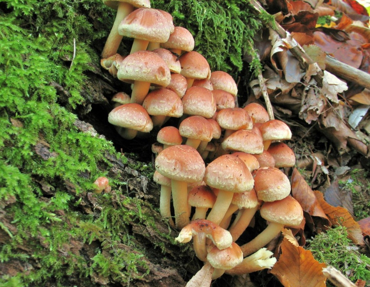 Опенок кирпично-красный Hypholoma lateritium