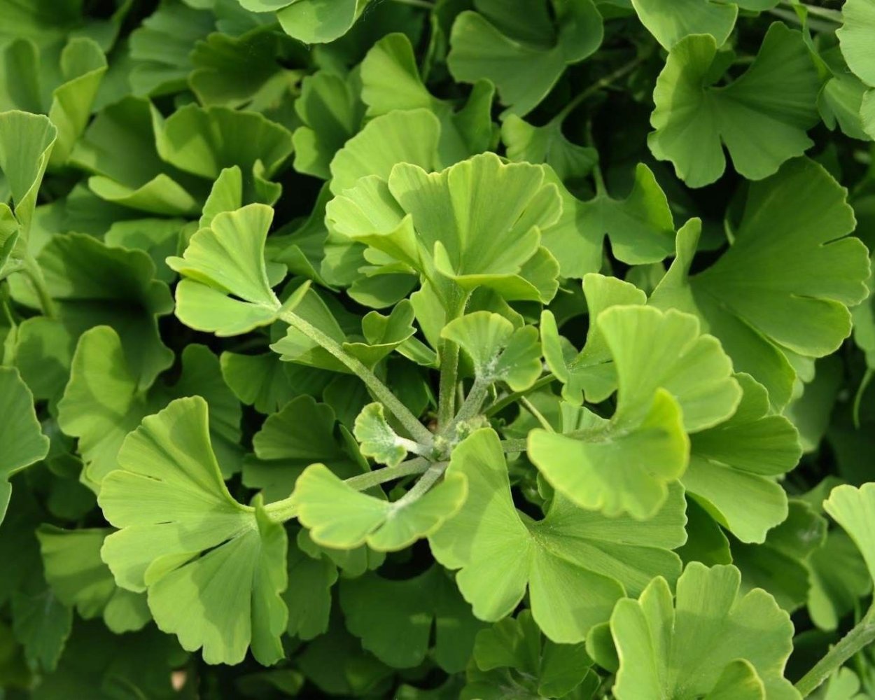 Ginkgo Biloba Globus