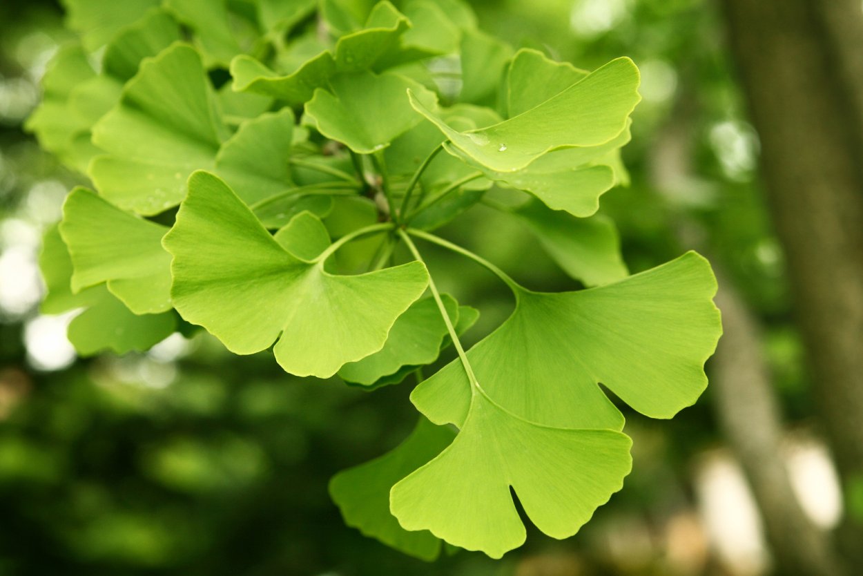 Дерево Ginkgo Biloba прогулка