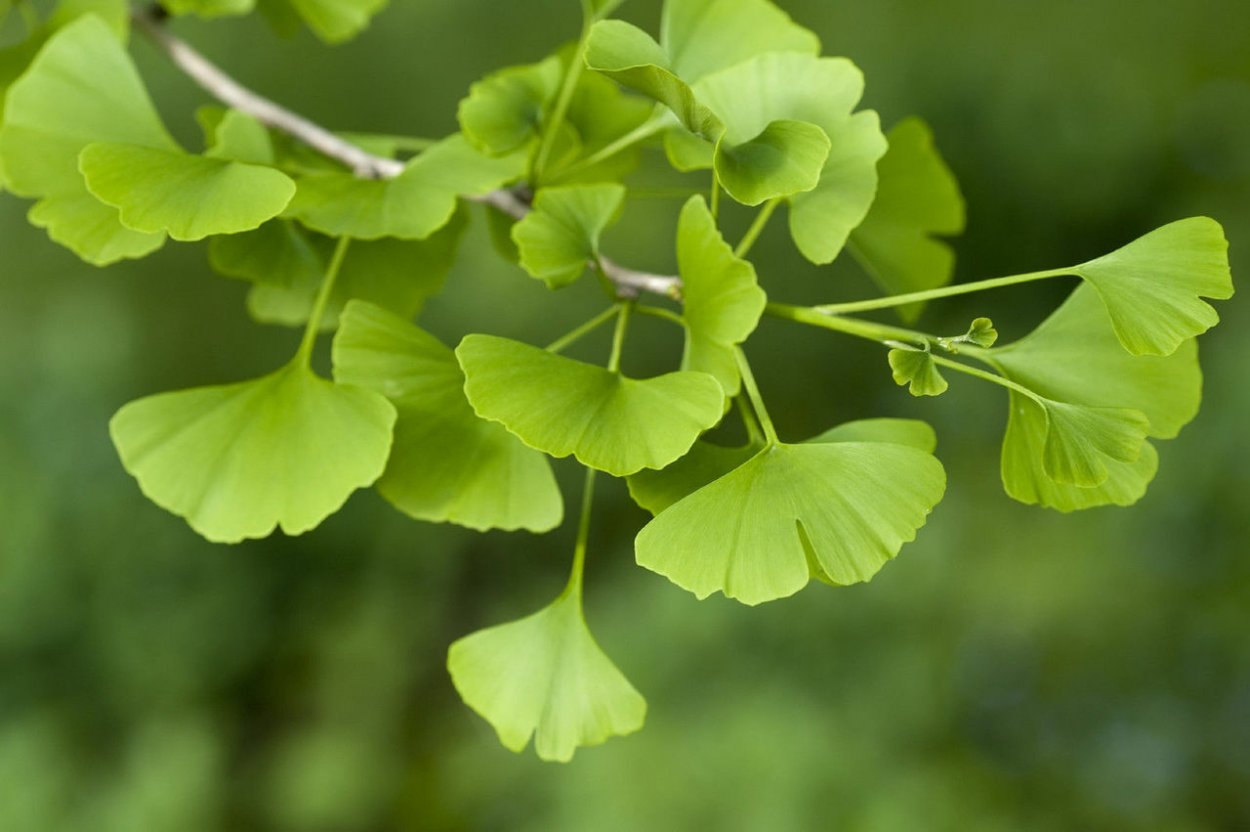 Гинкго билоба Ginkgo Biloba