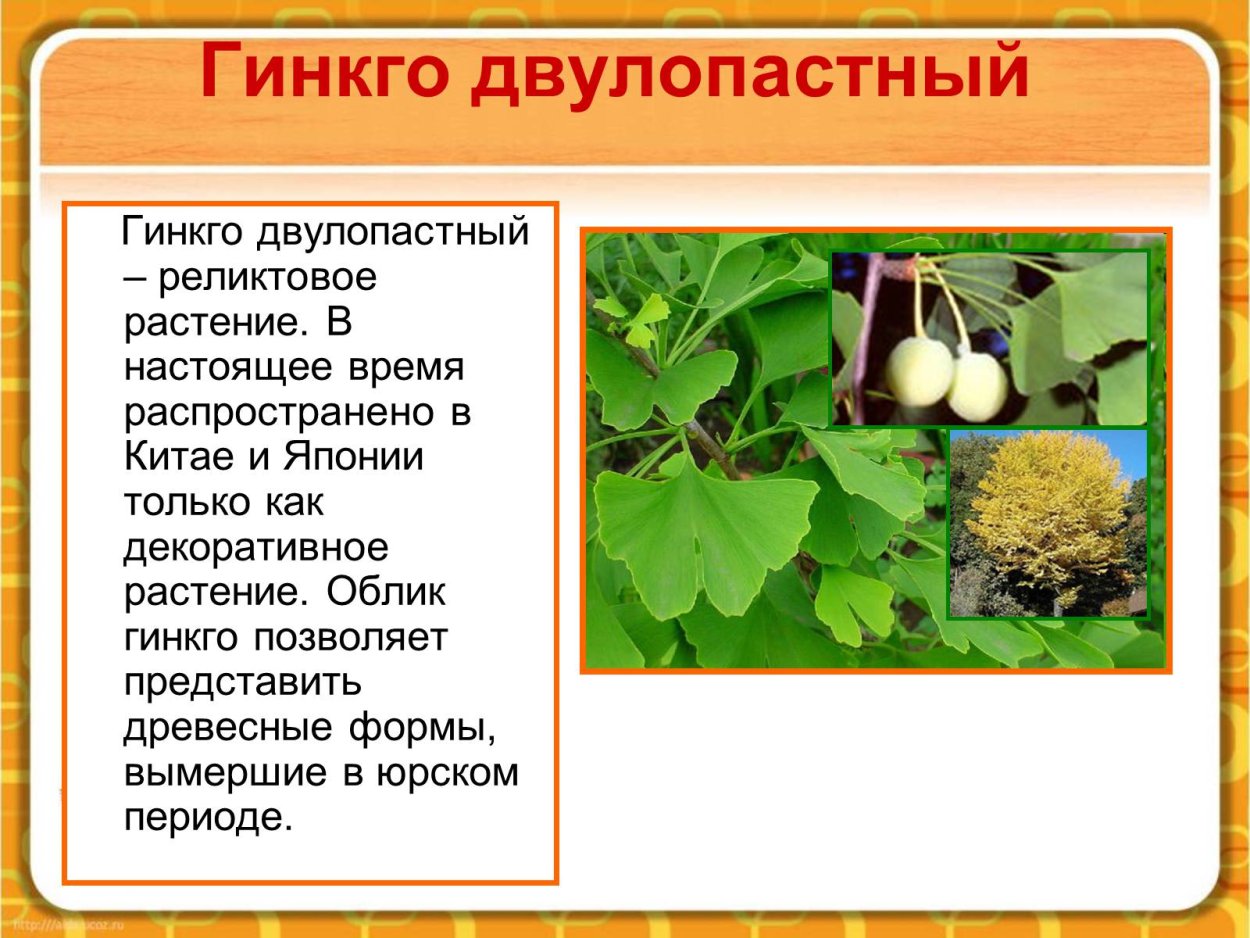 Гинкго двулопастный ареал