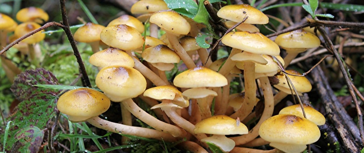 Опенок осенний (Armillaria mellea; Armillaria Borealis