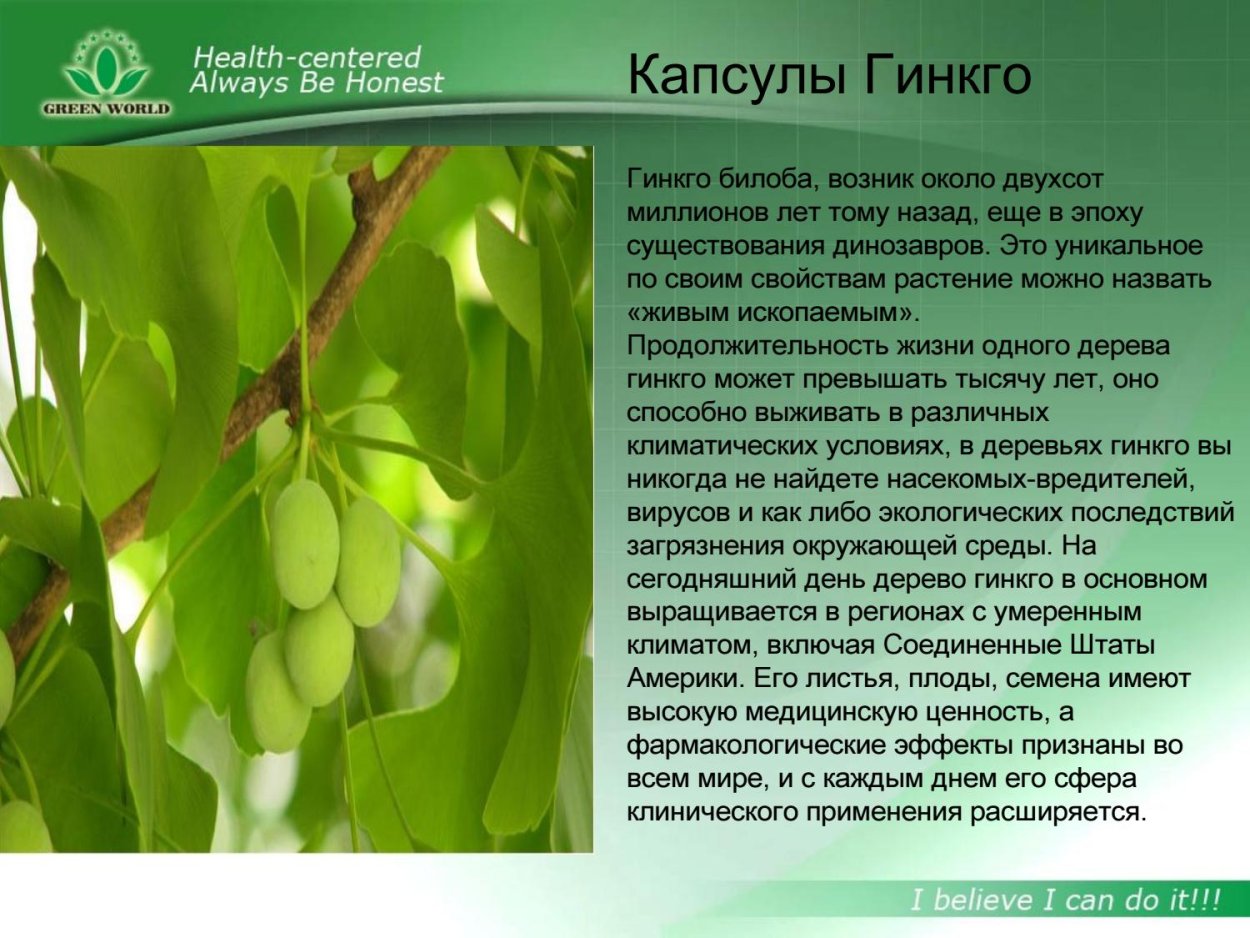 Гинкго билоба характеристика растения