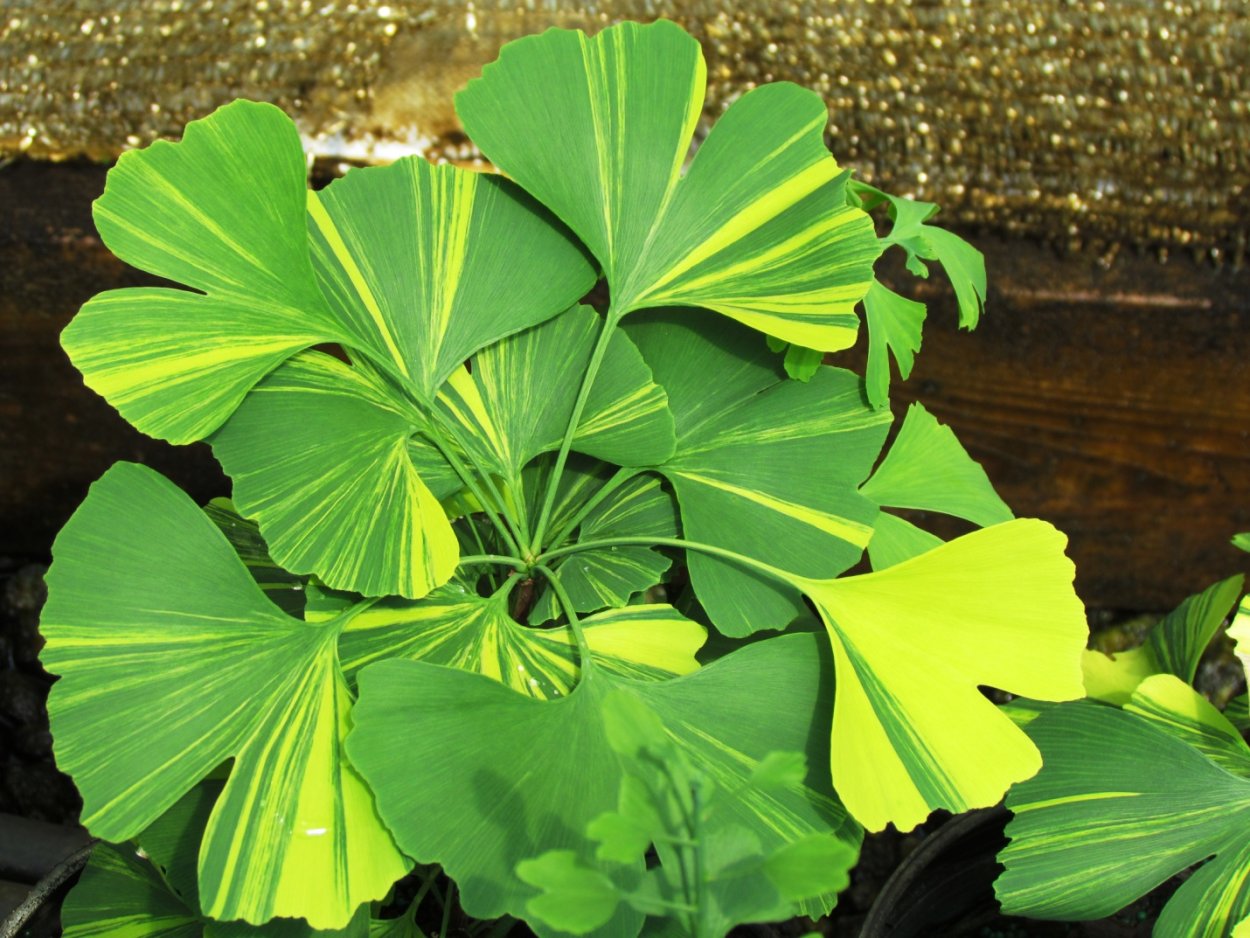 Variegated Plant
