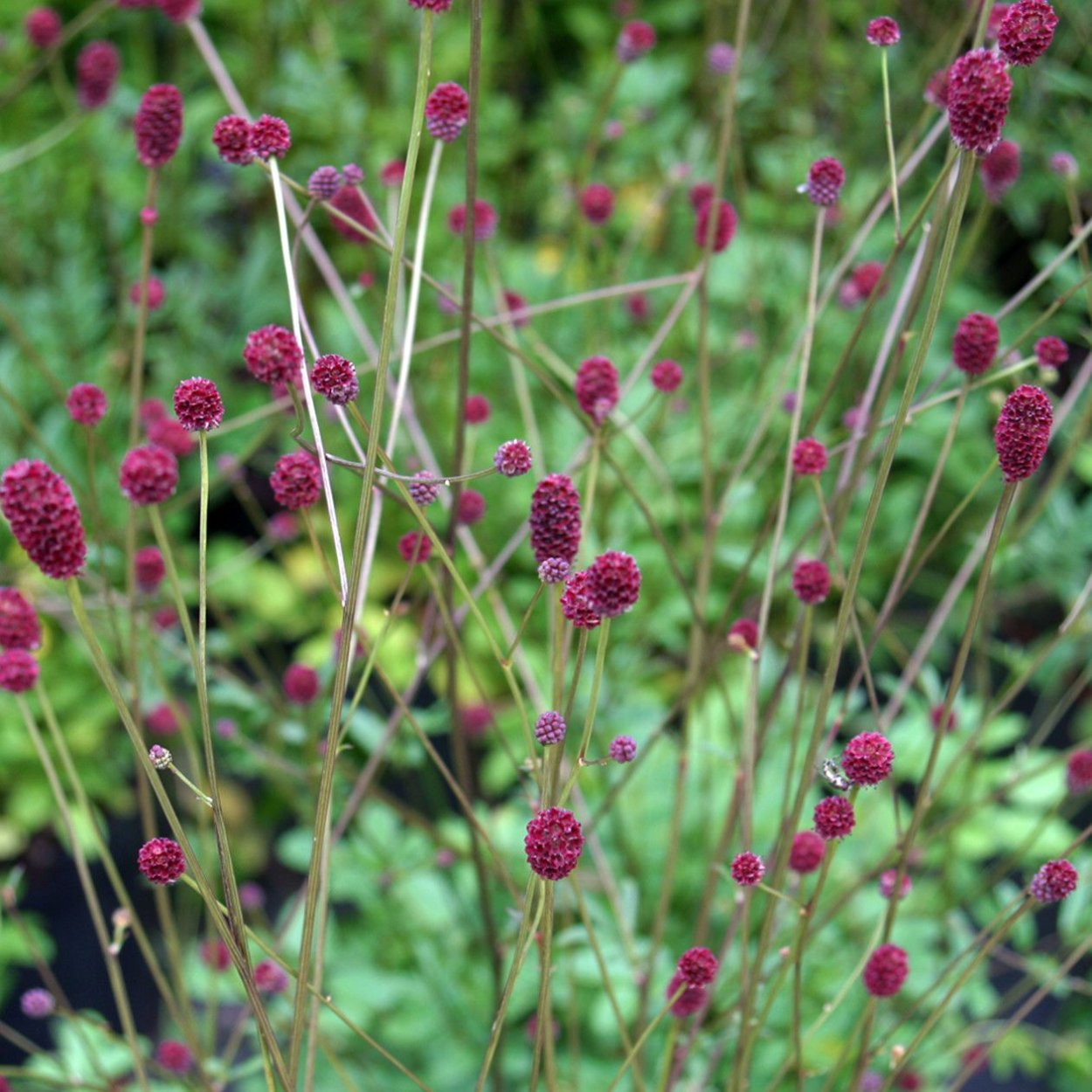 Sanguisorba officinalis Tanna