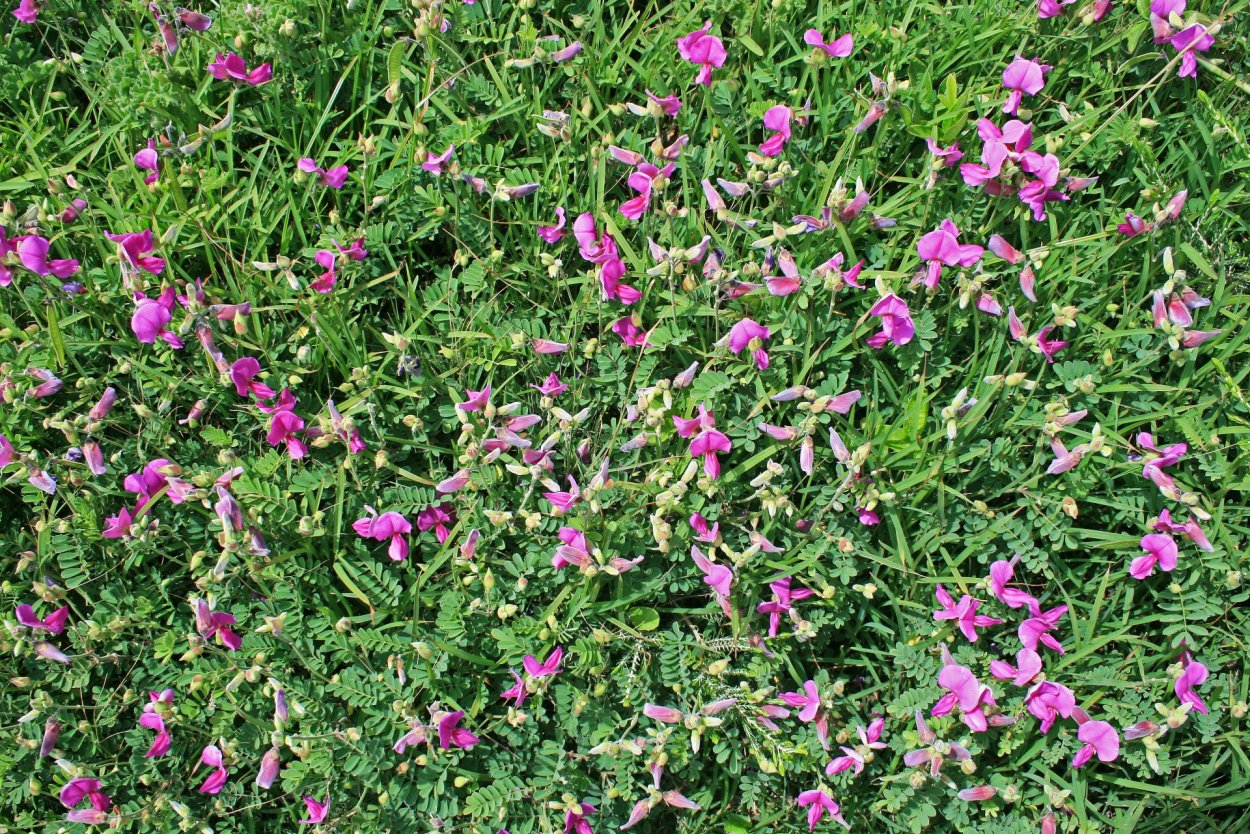 Valeriana officinalis растение