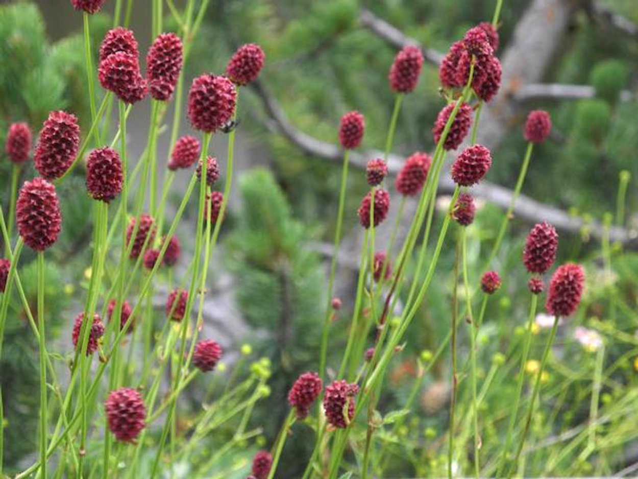Кровохлебка лекарственная (Sanguisorba officinalis)