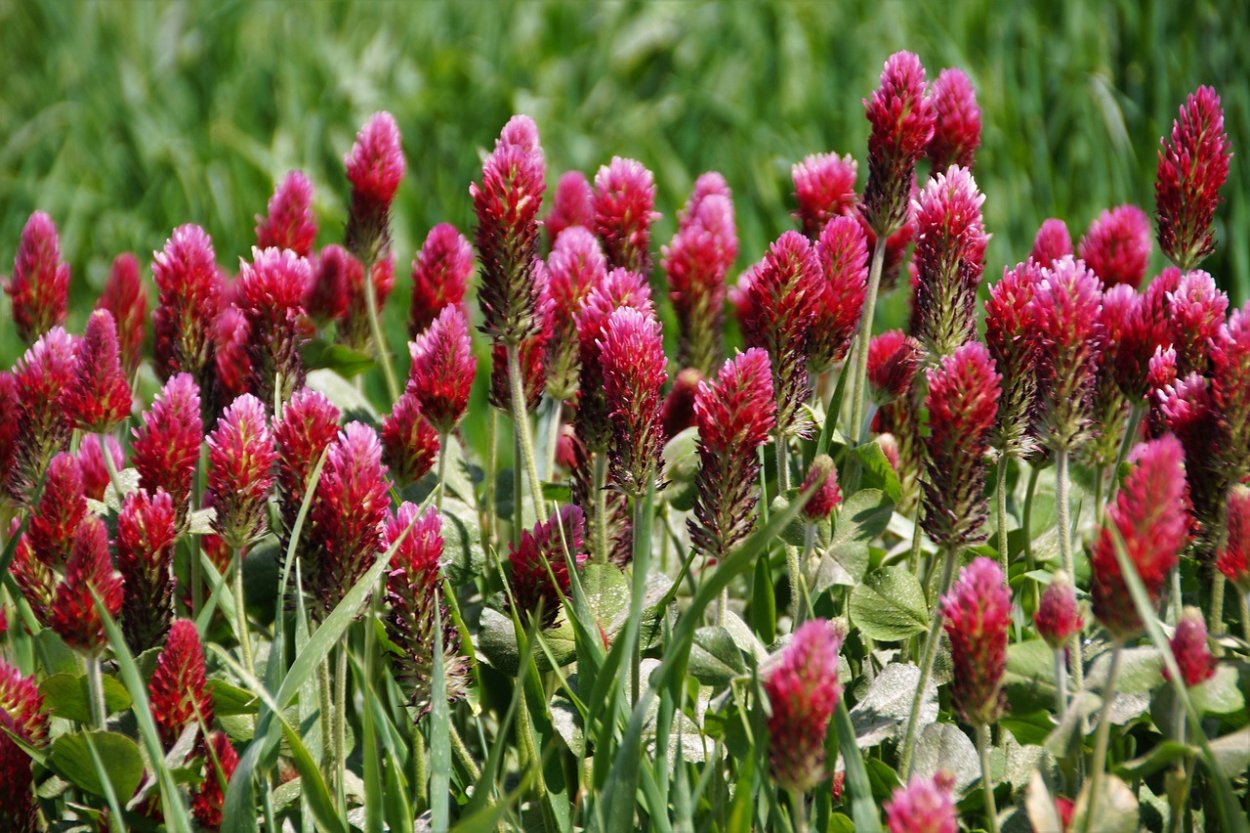 Клевер Trifolium Rubens