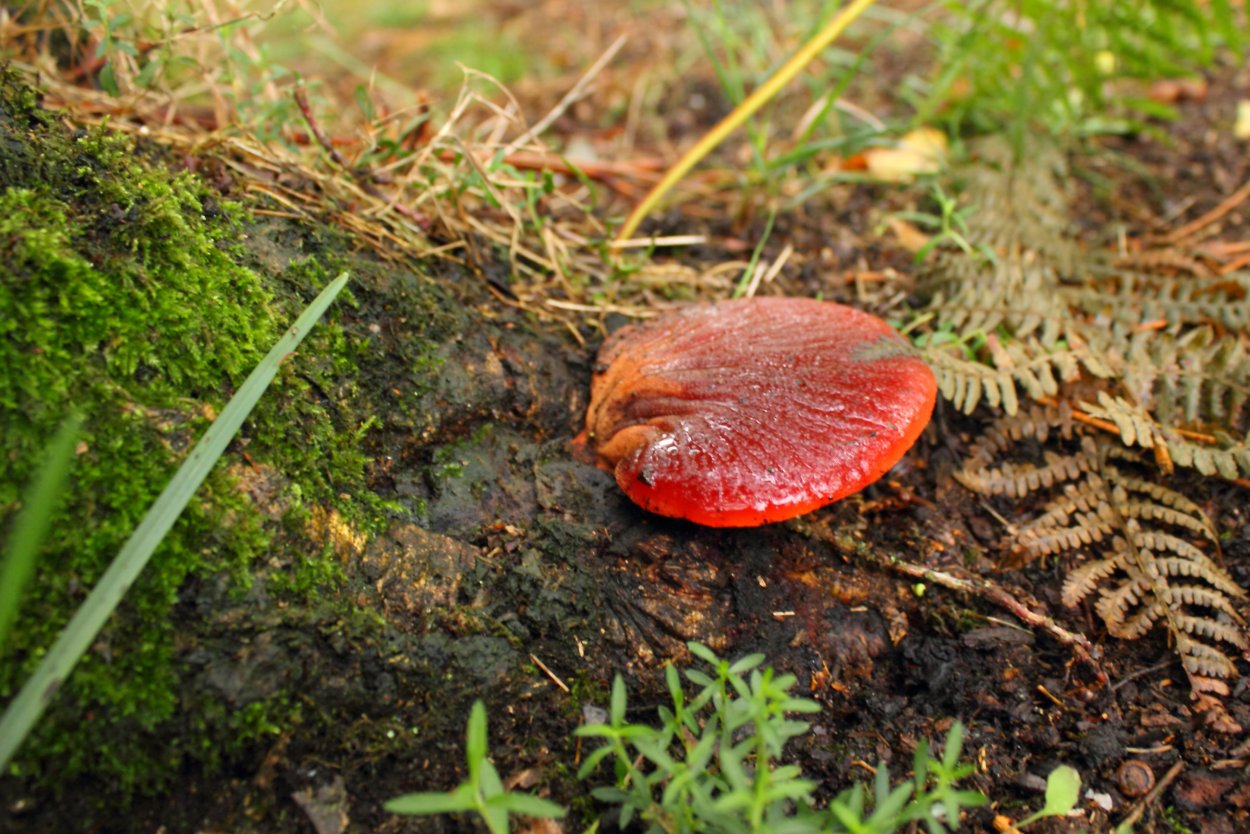 Грибы Favolaschia Calocera.