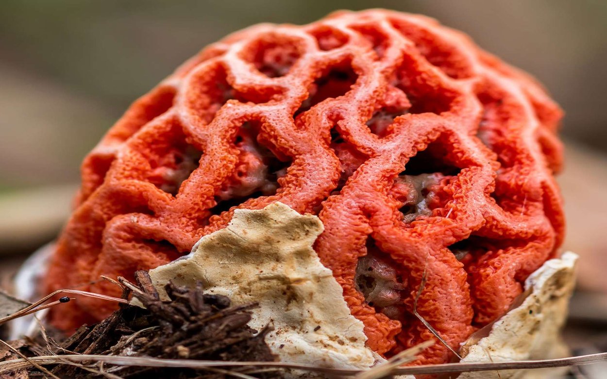 Белый гриб бронзовый Boletus aereus