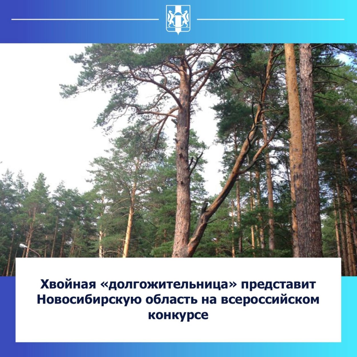Пихта текстура древесины