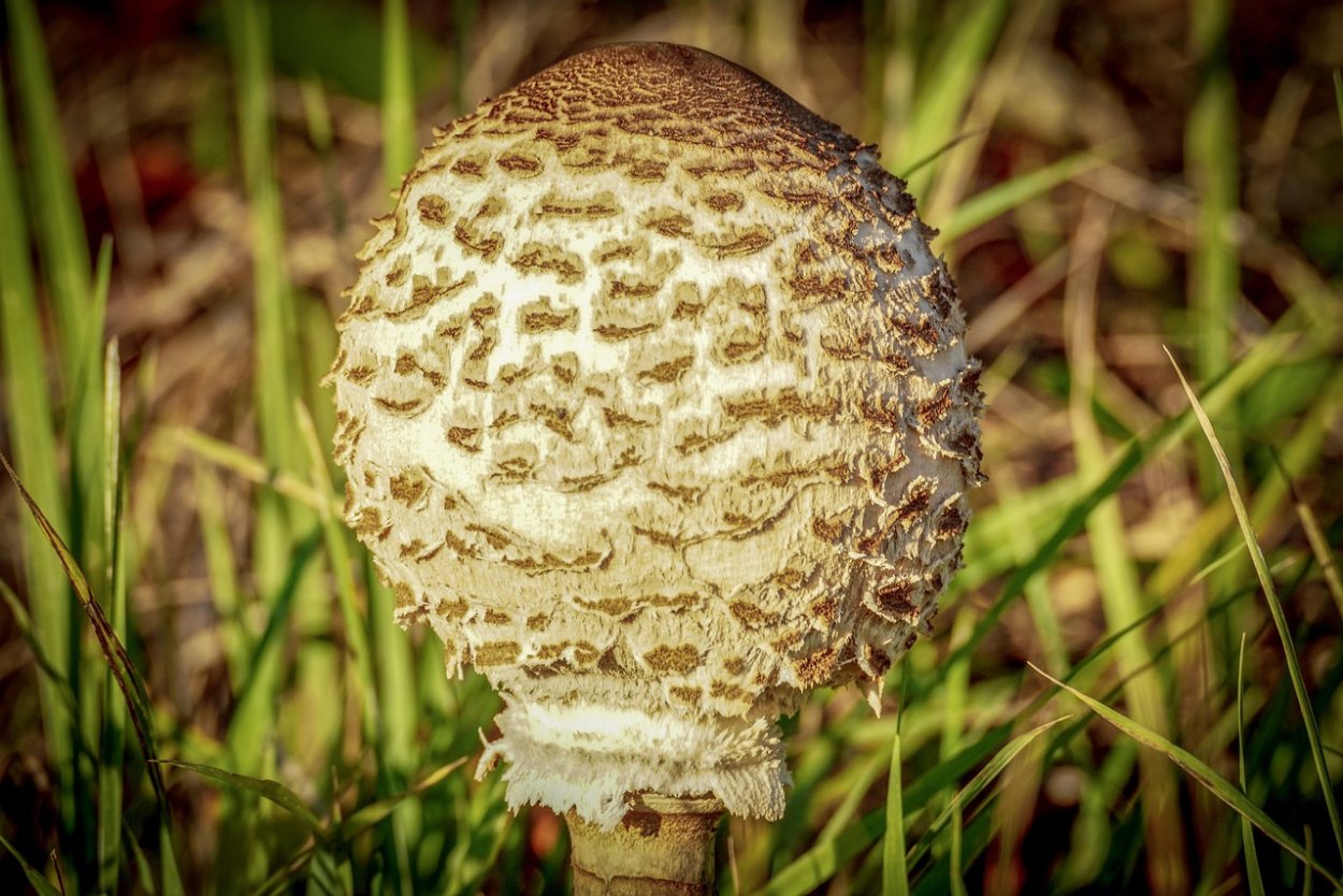 Бамбуковый гриб (phallus indusiatus).