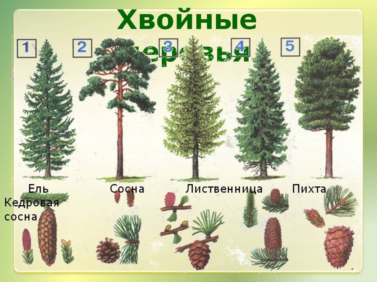 Лиственница Сибирская древесина