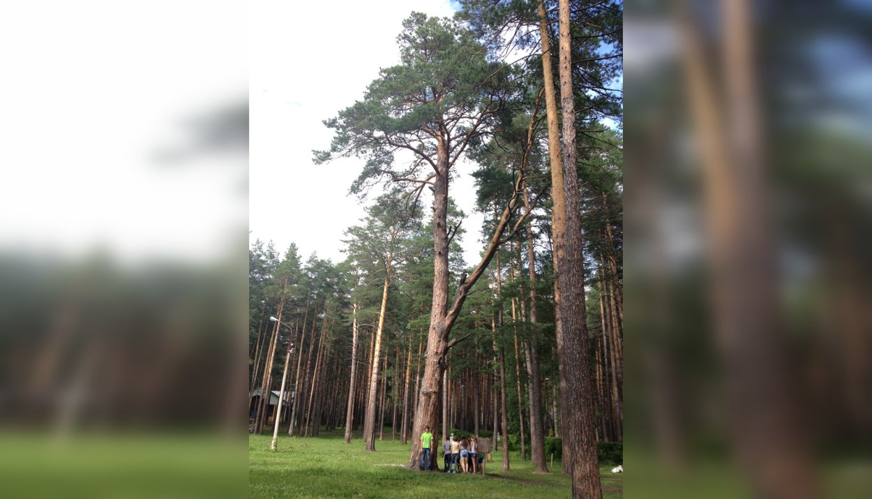 Сосна для детей