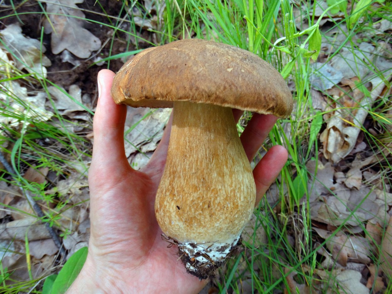 Грибы Favolaschia Calocera.