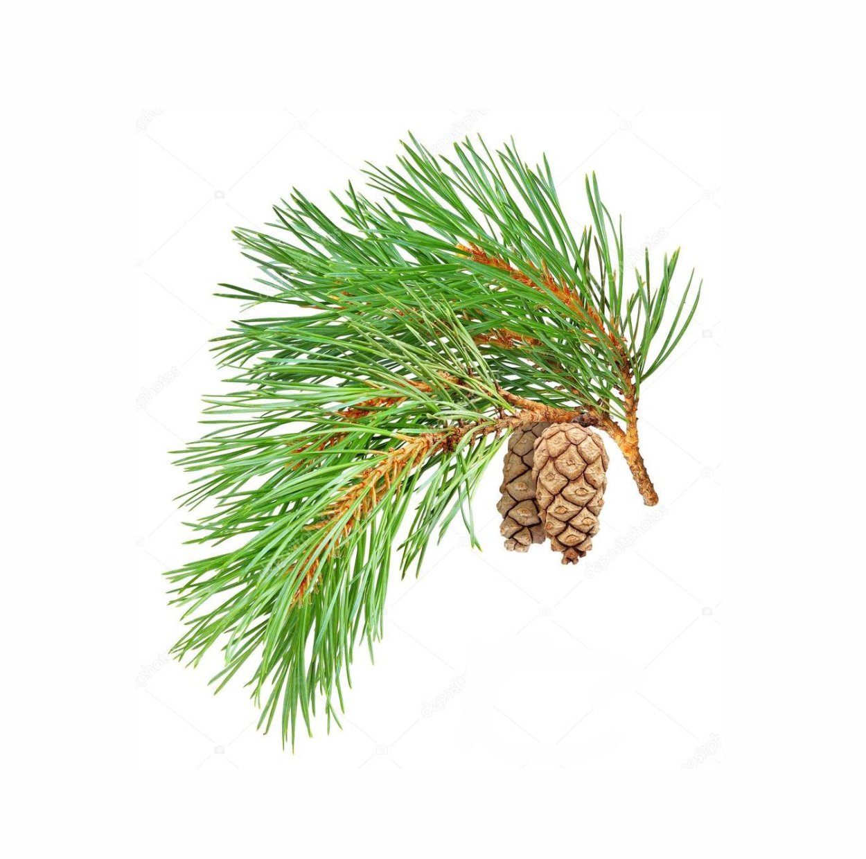 Pinus pinea 3d model