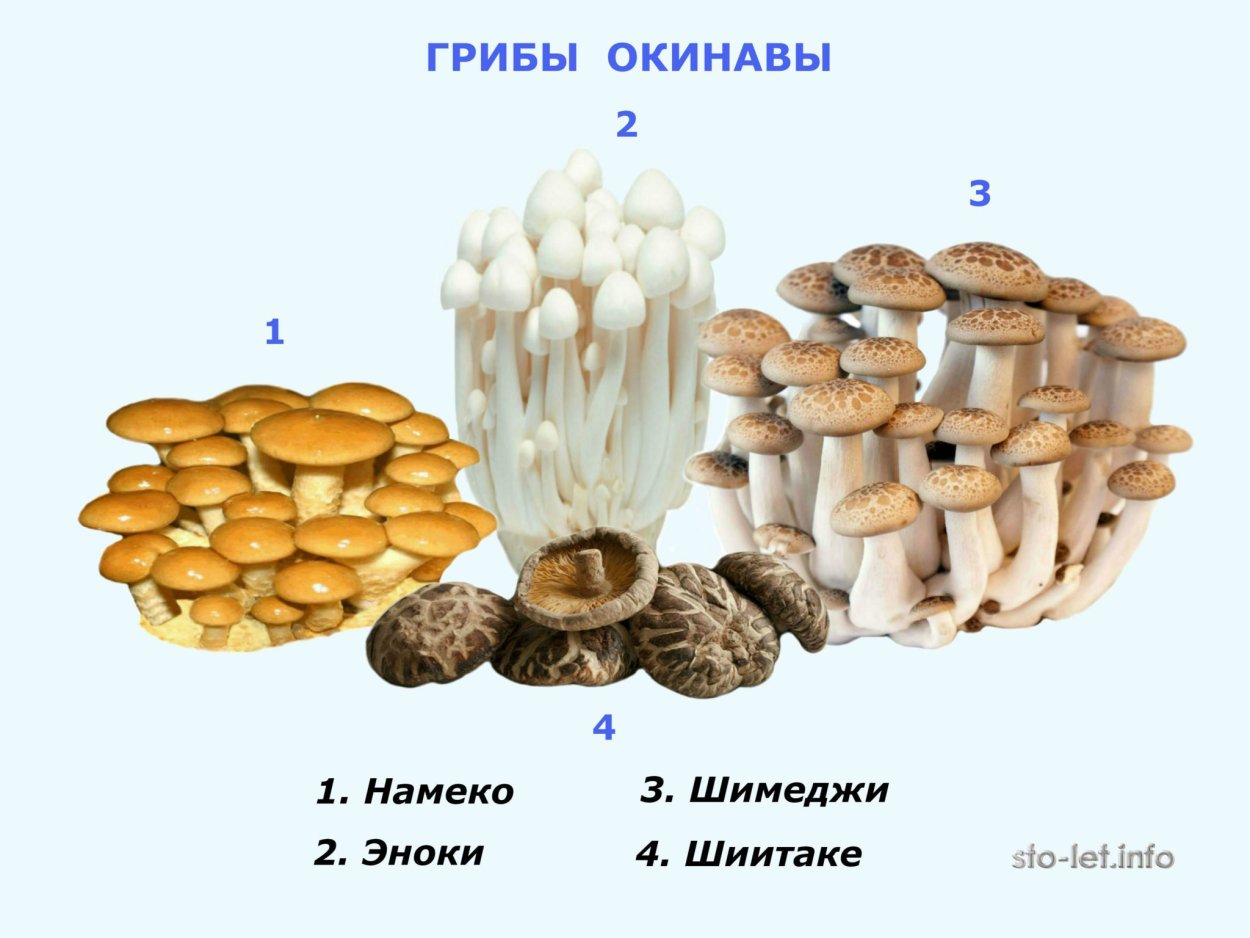 Японские грибы энокитаке