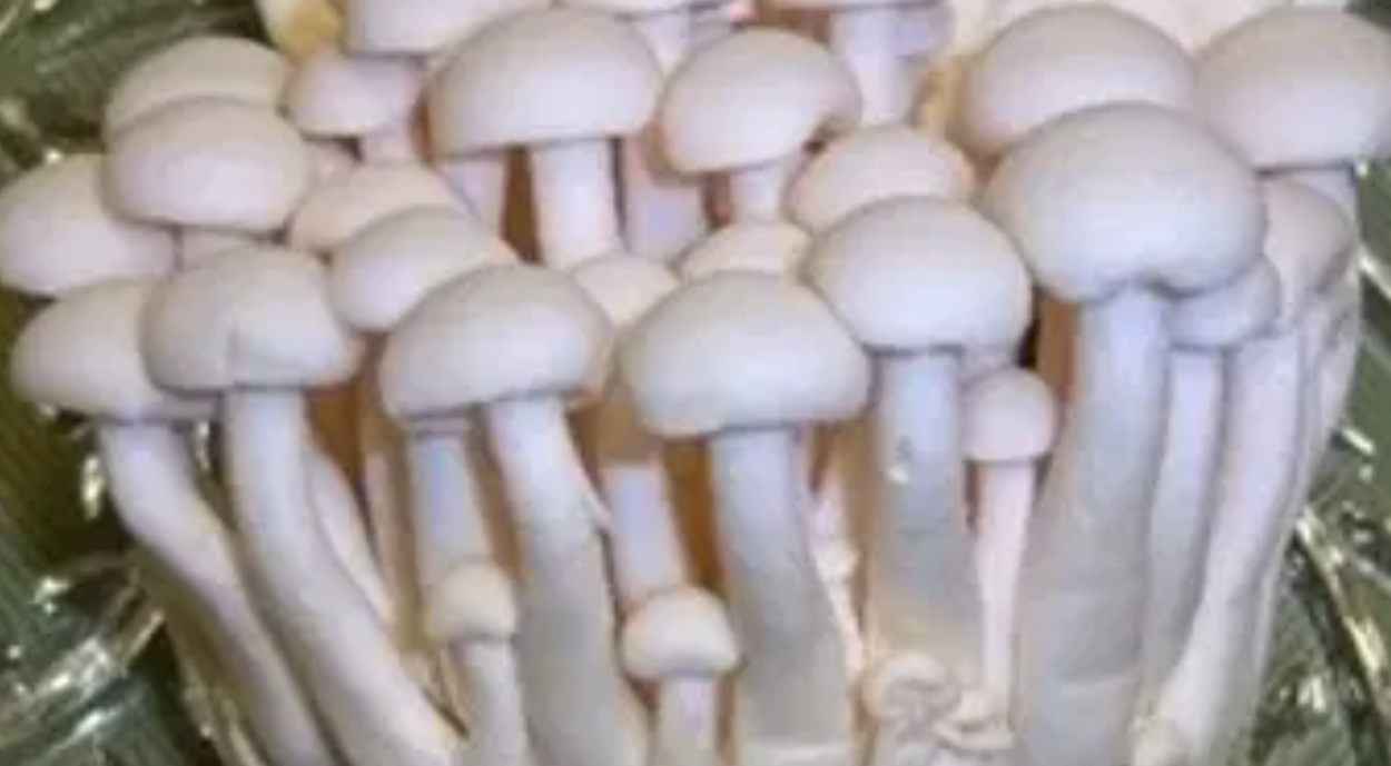 Эноки и шитаки микс