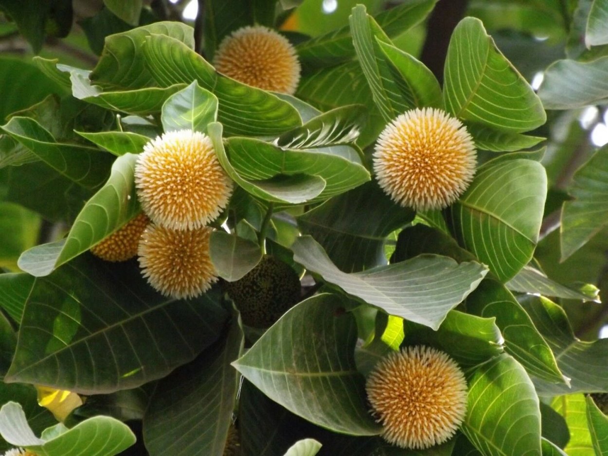 Anthocephalus cadamba (антоцефалус, кадамба)