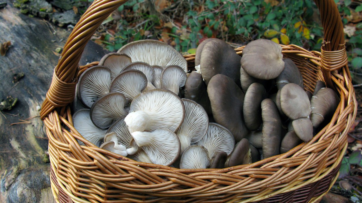 Аманита Мускария шаман