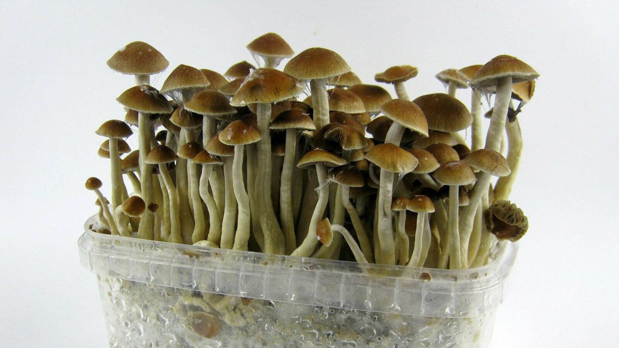 Кубенсис МАККЕННА