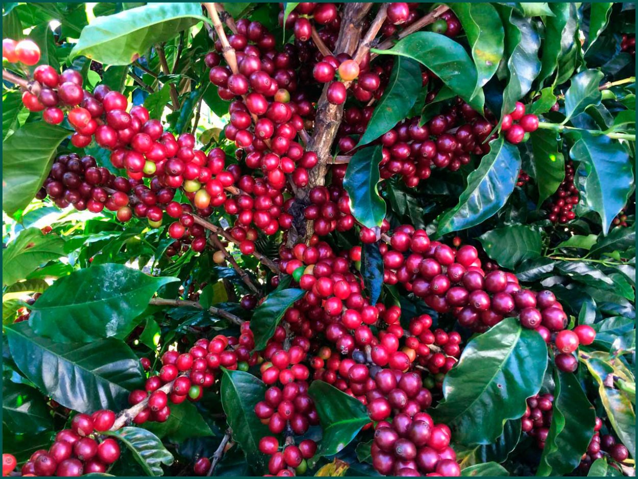 Кофейное дерево (Coffea) семейство Мареновые
