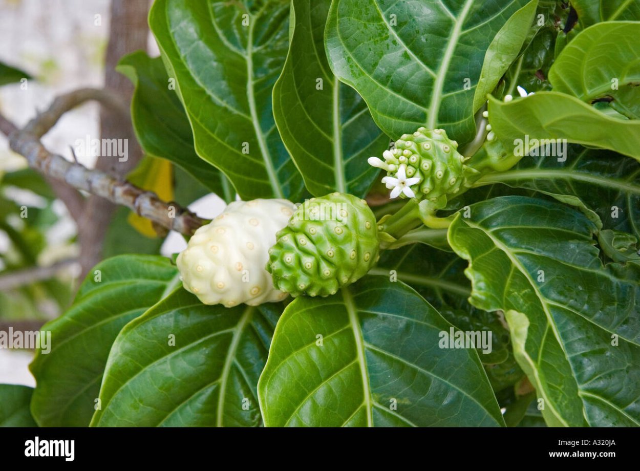 Плющ зеленый Хедера