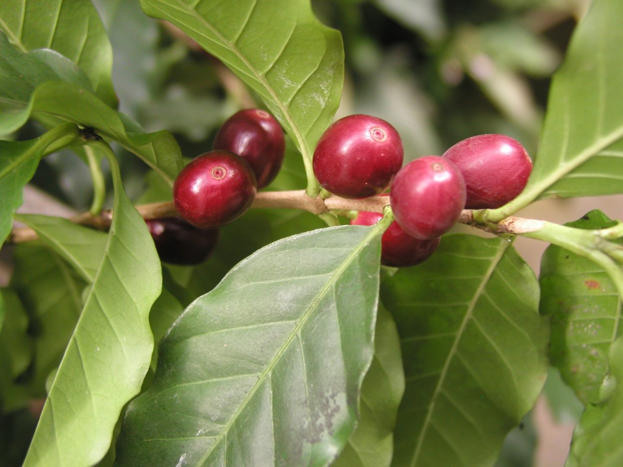 Кофе Аравийский дерево