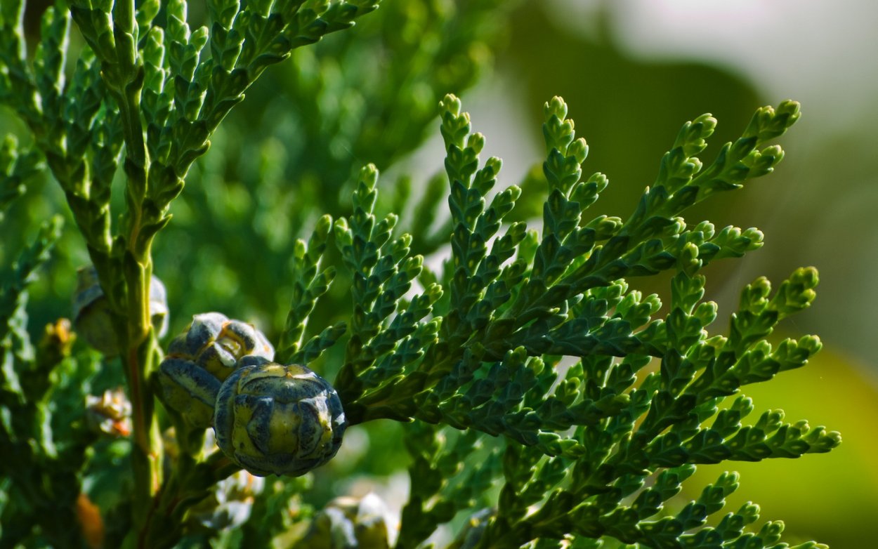 Кипарис вечнозеленый (Cupressus sempervirens)