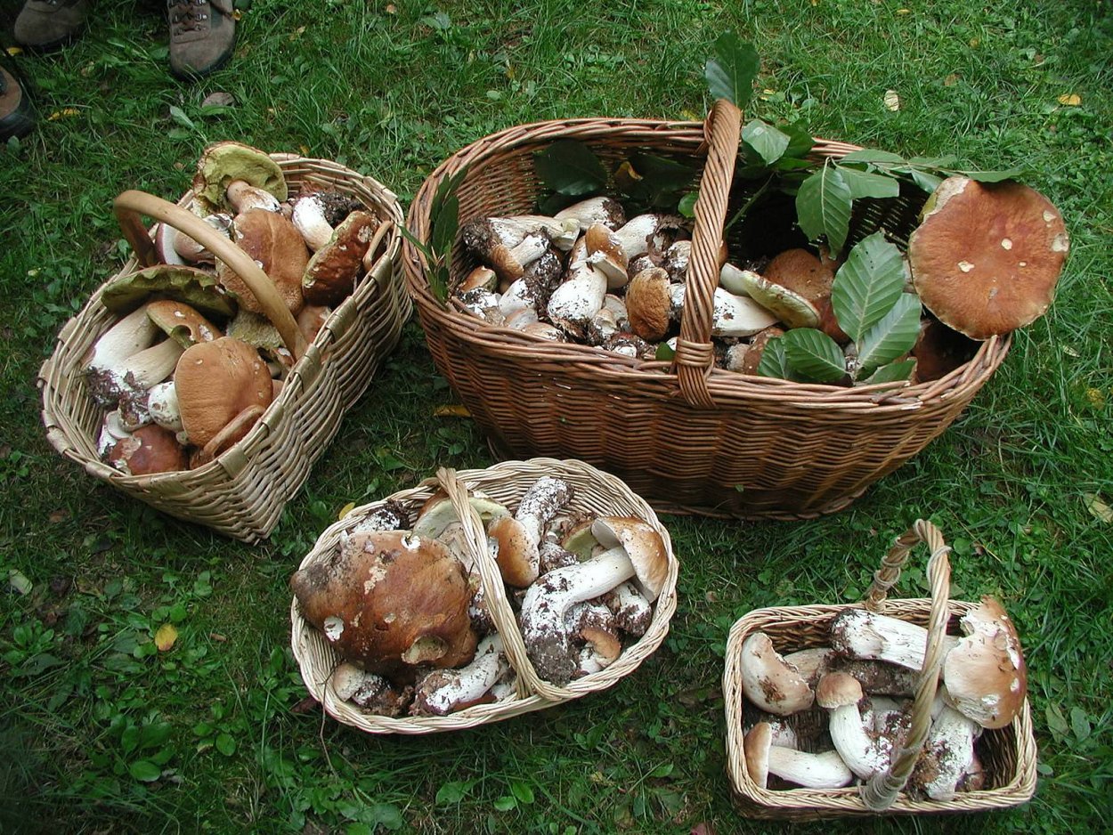 Грибы разные
