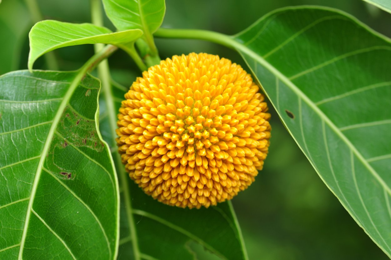 Дерево кадамба