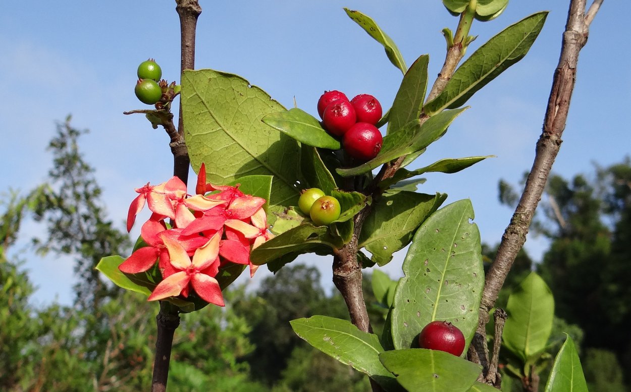 Malus robusta coccinea