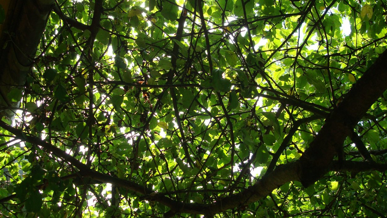 Бальзамное дерево