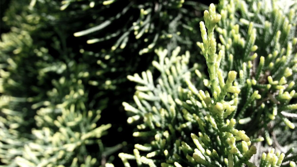 Лайм аурантифолия