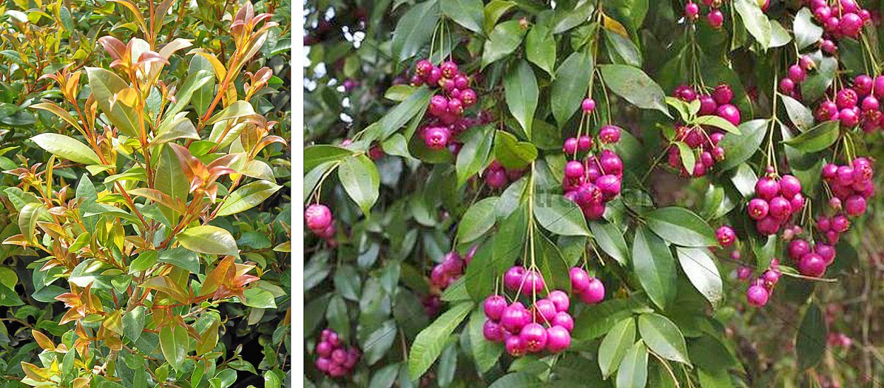 Кустарники декоративные сцевола