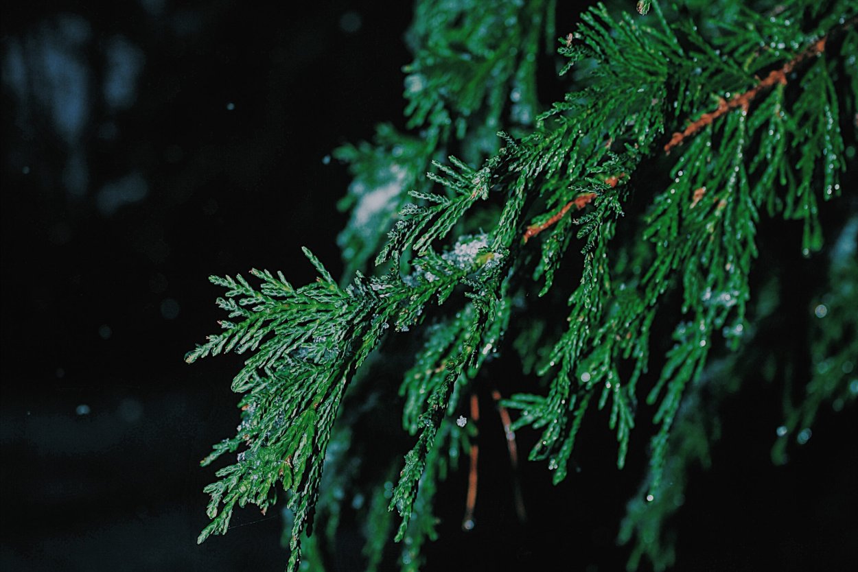 Магнолия крупноцветковая плод