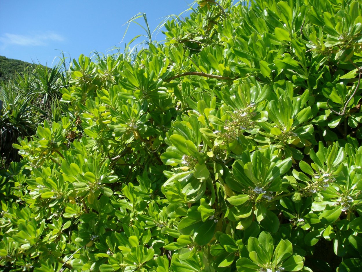 Кипарис Крымский пирамидальный